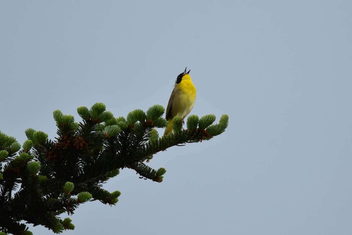 Common Yellowthroat - ML459569371