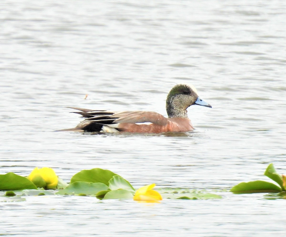 American Wigeon - ML459570481