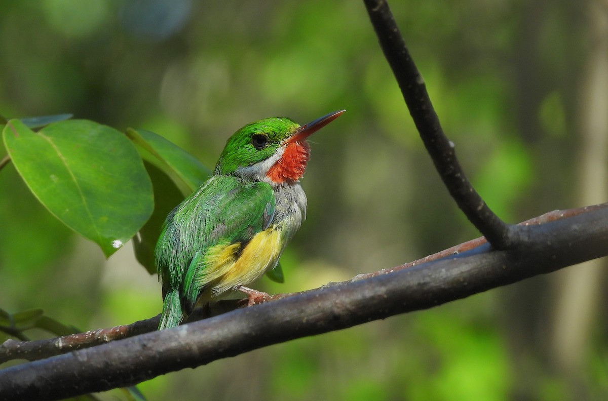 Puerto Rican Tody - ML459570811
