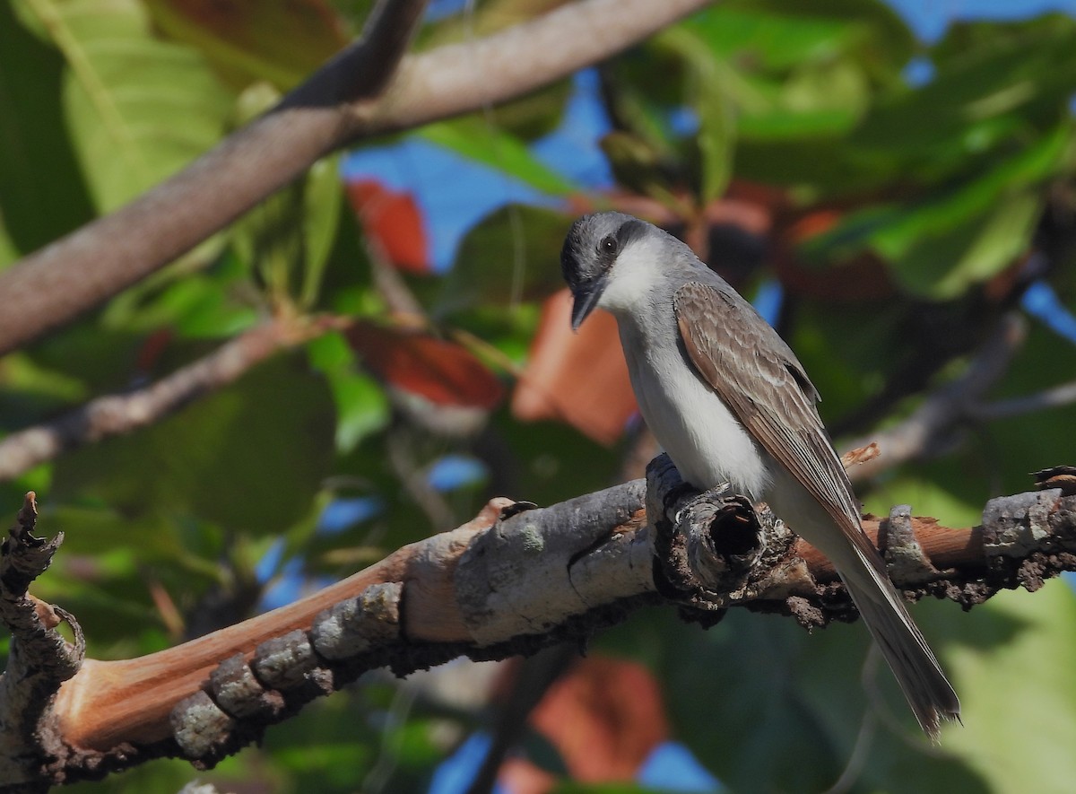 Gray Kingbird - ML459571141