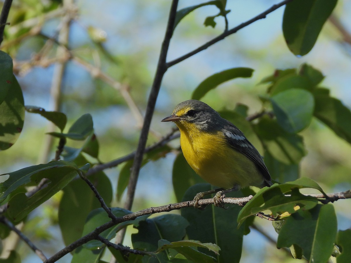 Adelaide's Warbler - ML459571481
