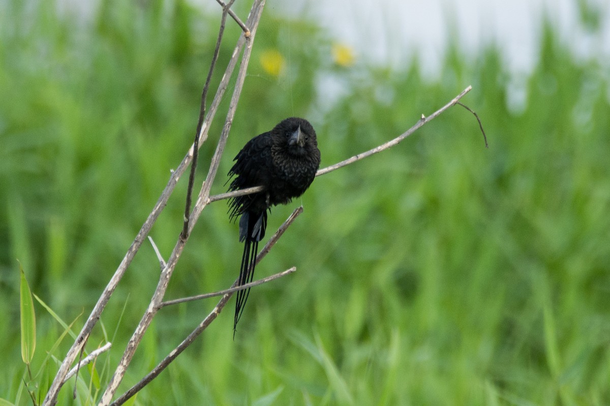 Smooth-billed Ani - ML459571591