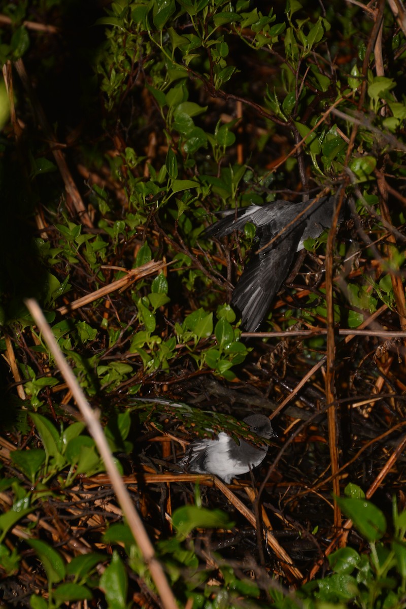 Gray-backed Storm-Petrel - ML45957231