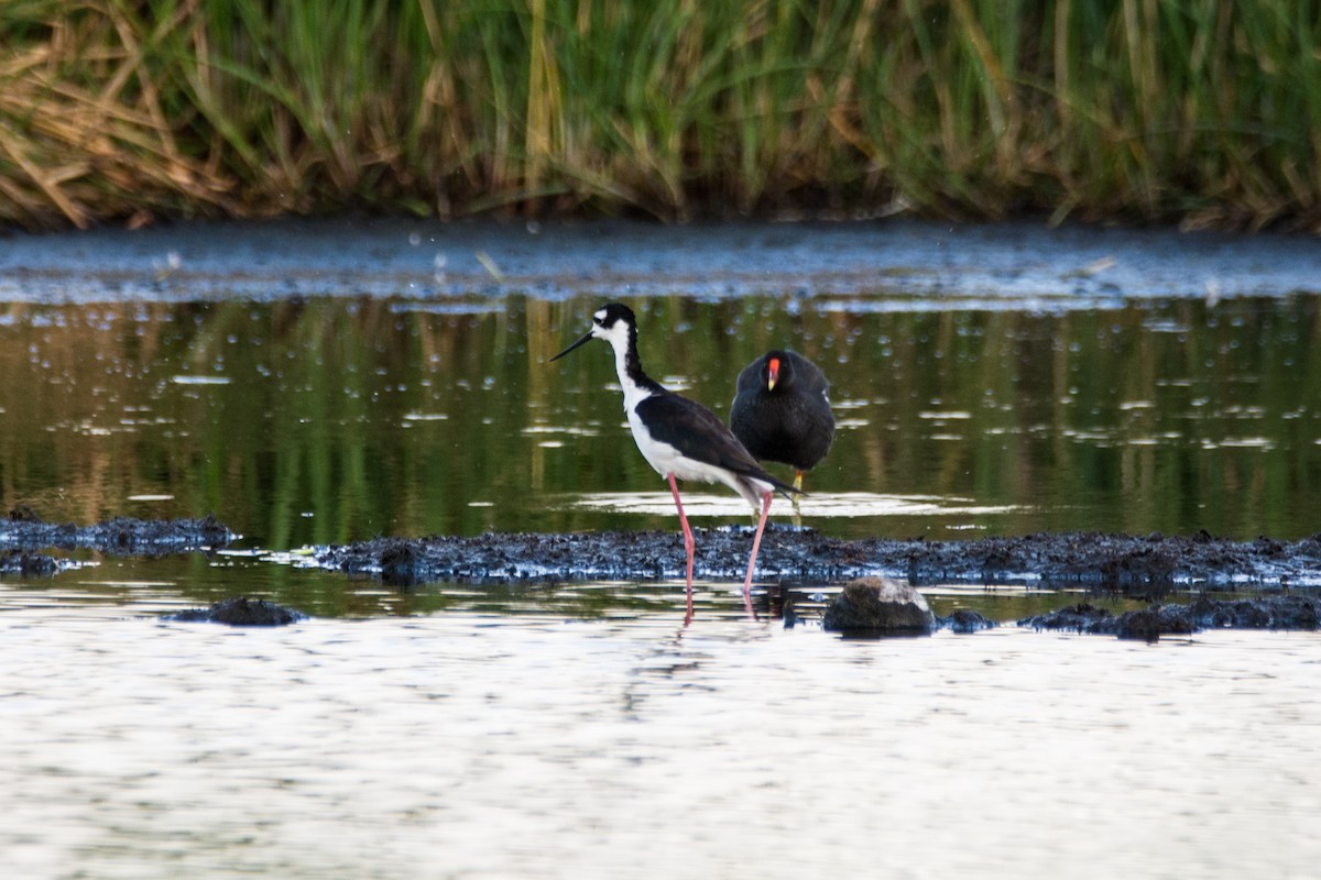 Black-necked Stilt - ML459572331