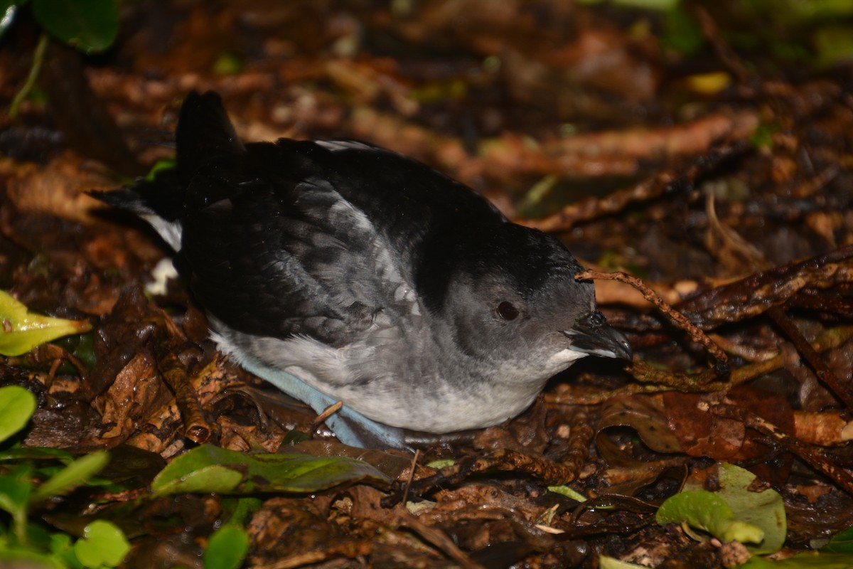 Common Diving-Petrel - ML45957251