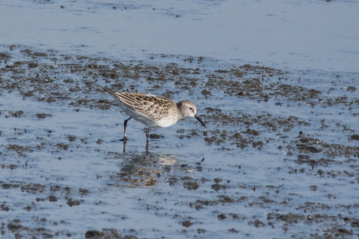 Weißbürzel-Strandläufer - ML459572871