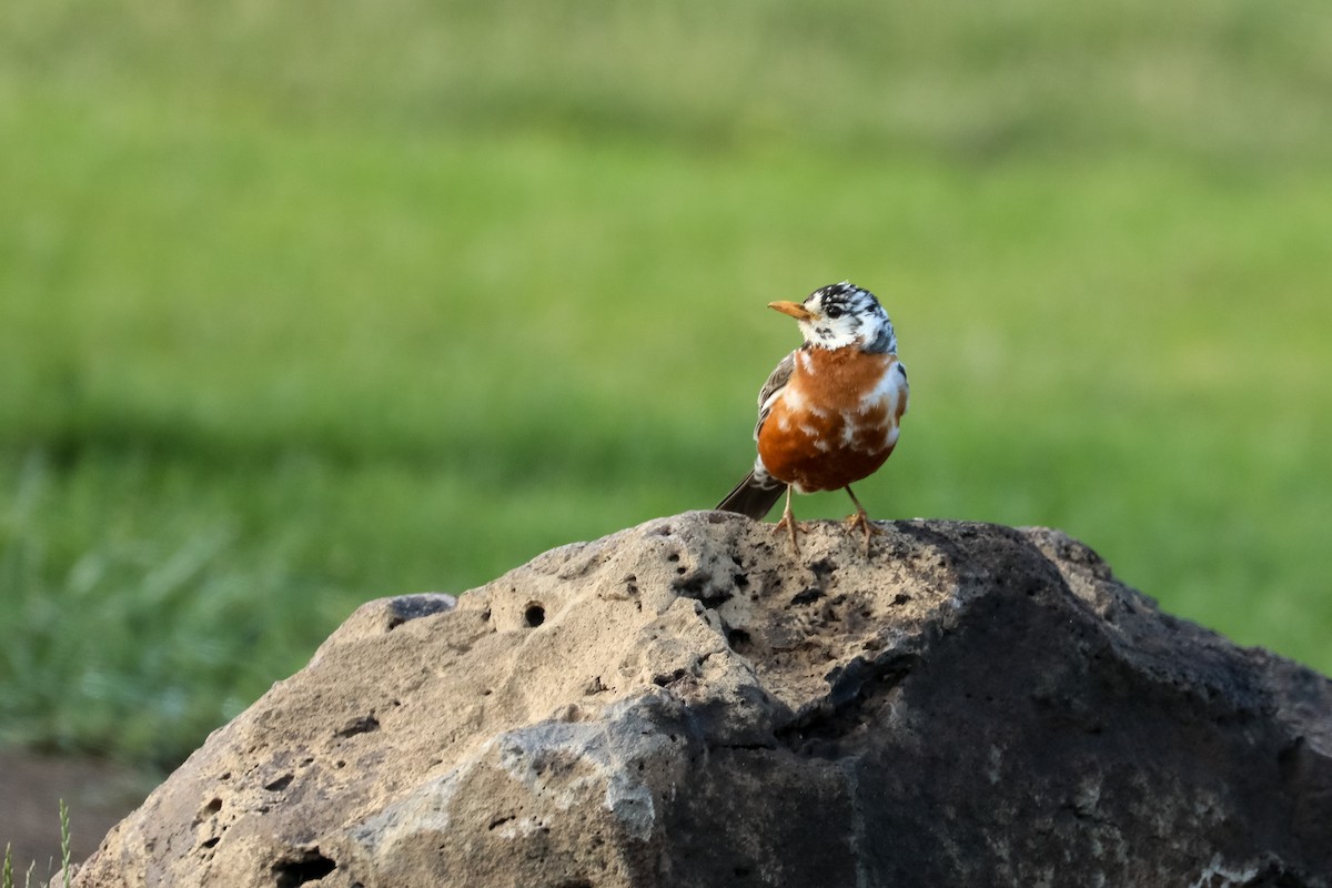 American Robin - Chuck Gates