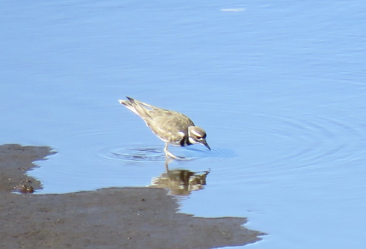 Killdeer - ML459573231