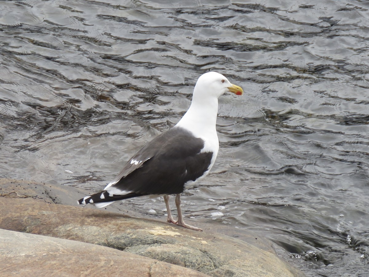 Great Black-backed Gull - ML459573361