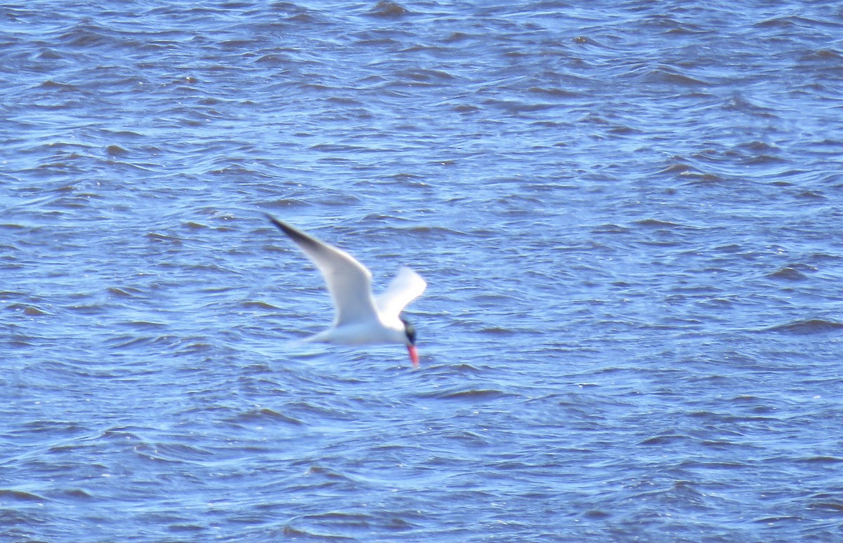 Caspian Tern - ML459573471