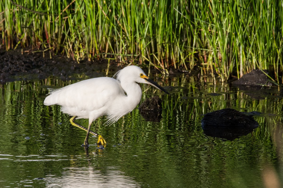 Snowy Egret - ML459573691