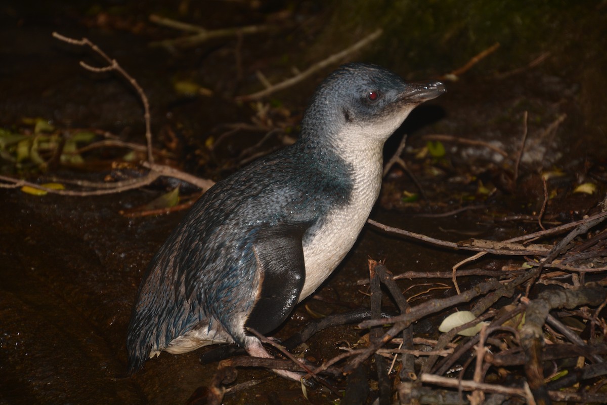 Little Penguin - ML45957431