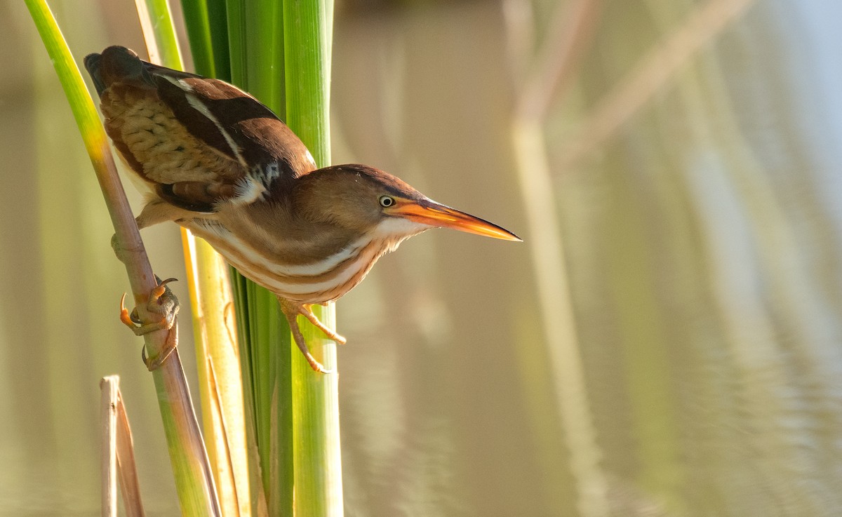 Least Bittern - ML459574741