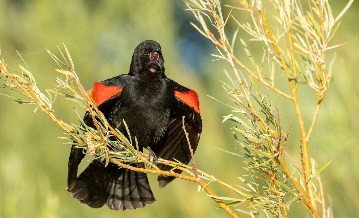Red-winged Blackbird - ML459574811