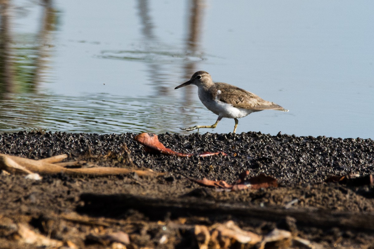 Spotted Sandpiper - Eduardo Vieira 17