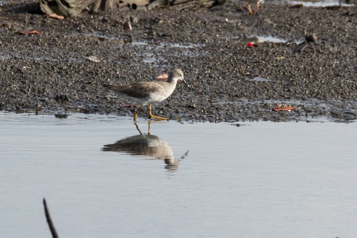 Solitary Sandpiper - ML459575421