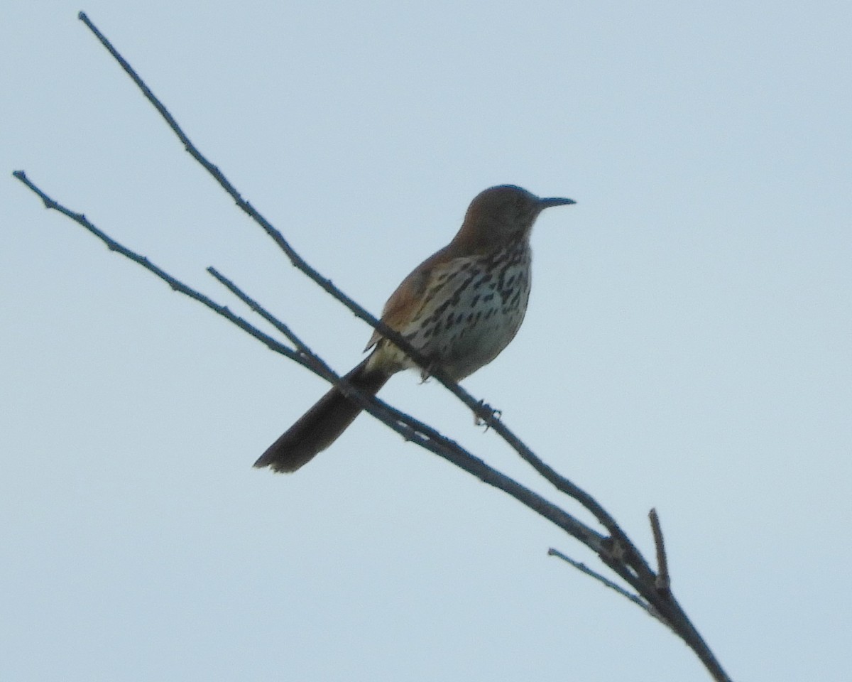 Brown Thrasher - George and Tara Saab