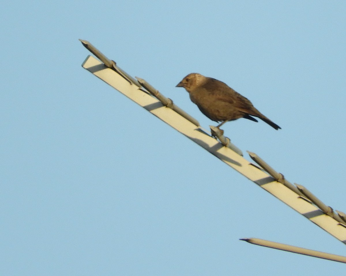 Brown-headed Cowbird - ML459575681