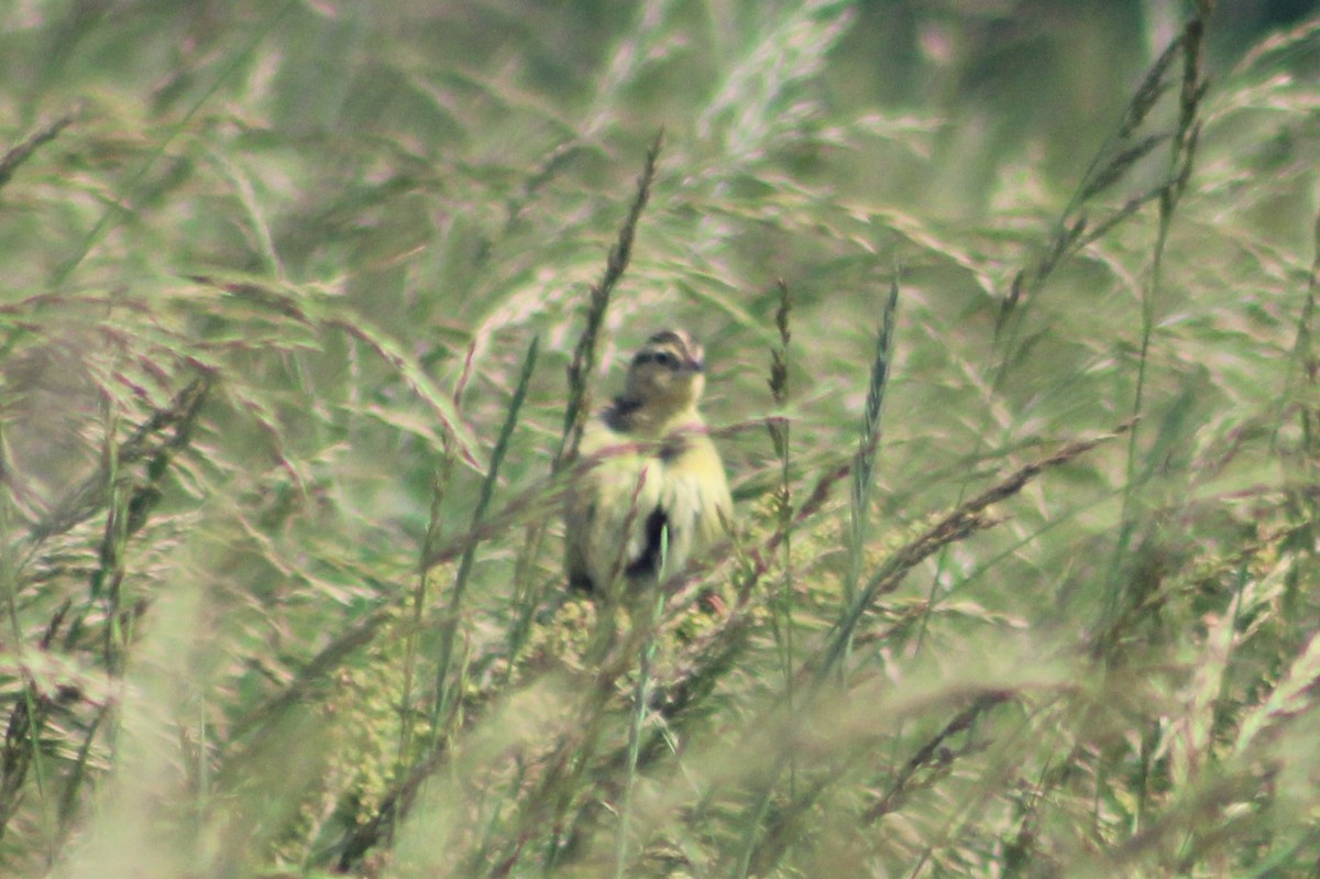 Bobolink - ML459575771