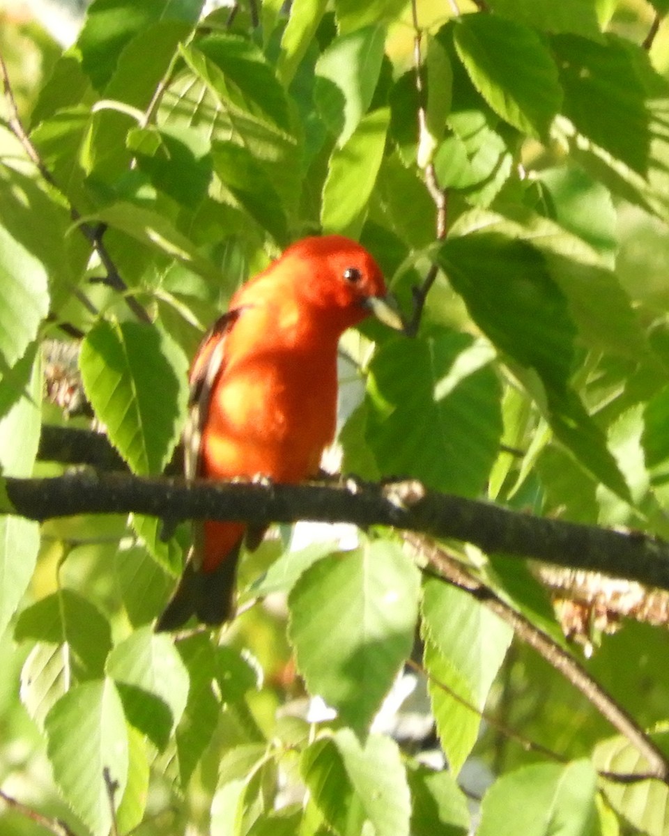 Scarlet Tanager - George and Tara Saab