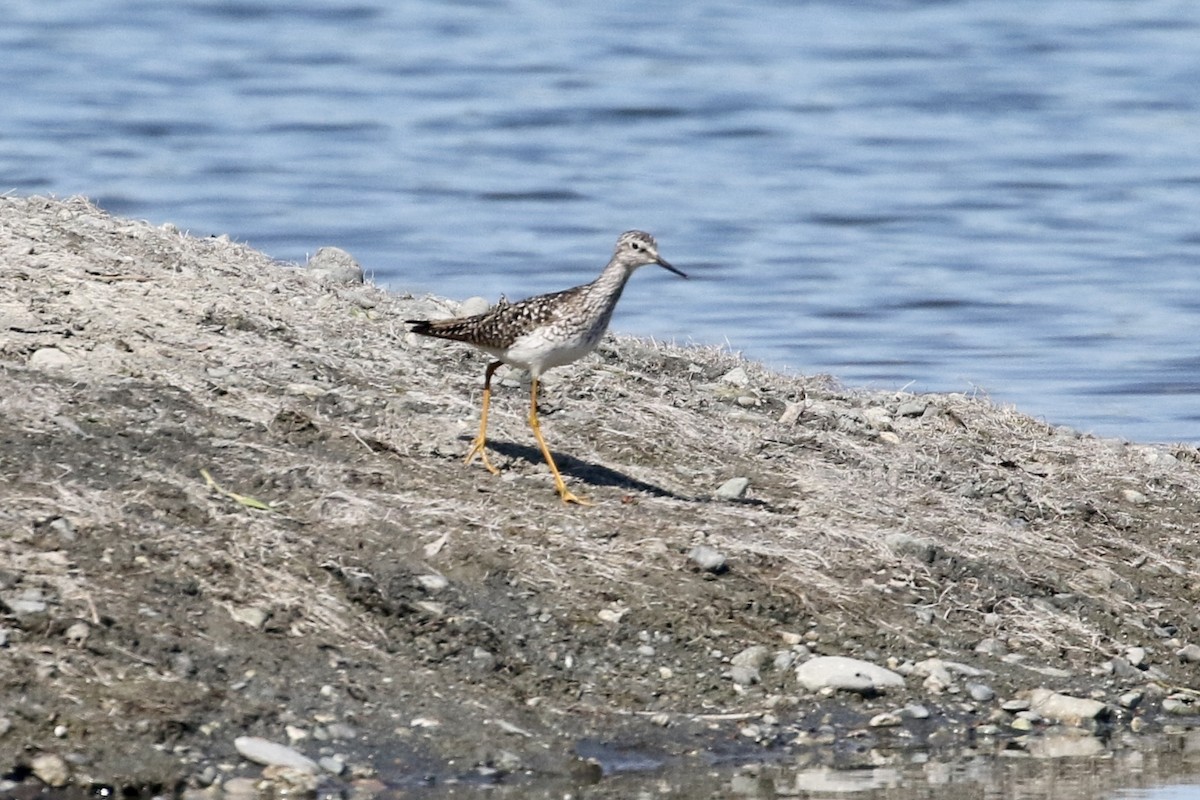 Lesser Yellowlegs - ML459576031