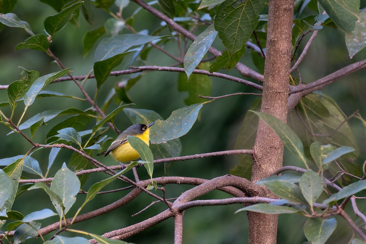 Common Tody-Flycatcher - Silvio Montani