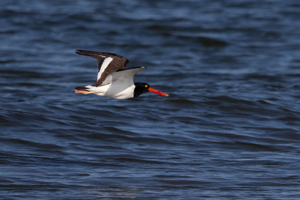 American Oystercatcher - Lewis Holmes