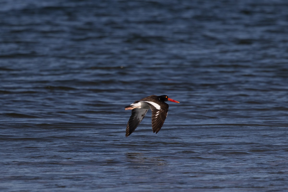 American Oystercatcher - Lewis Holmes