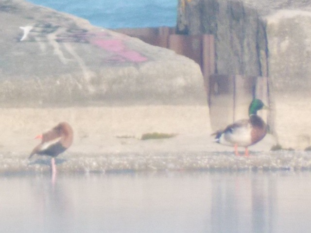 Black-bellied Whistling-Duck - ML459579491