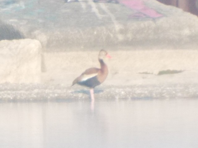 Black-bellied Whistling-Duck - ML459579511