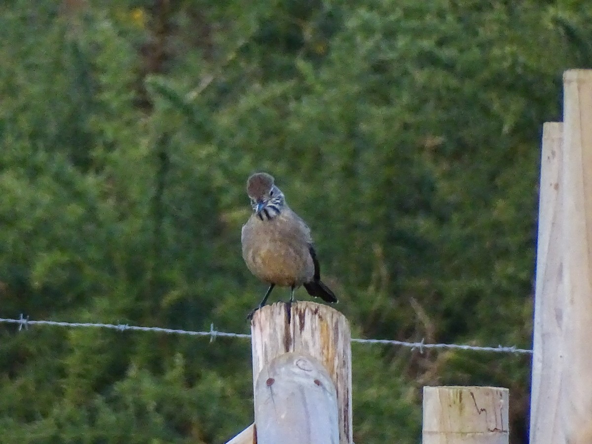 Great Shrike-Tyrant - ML459579591