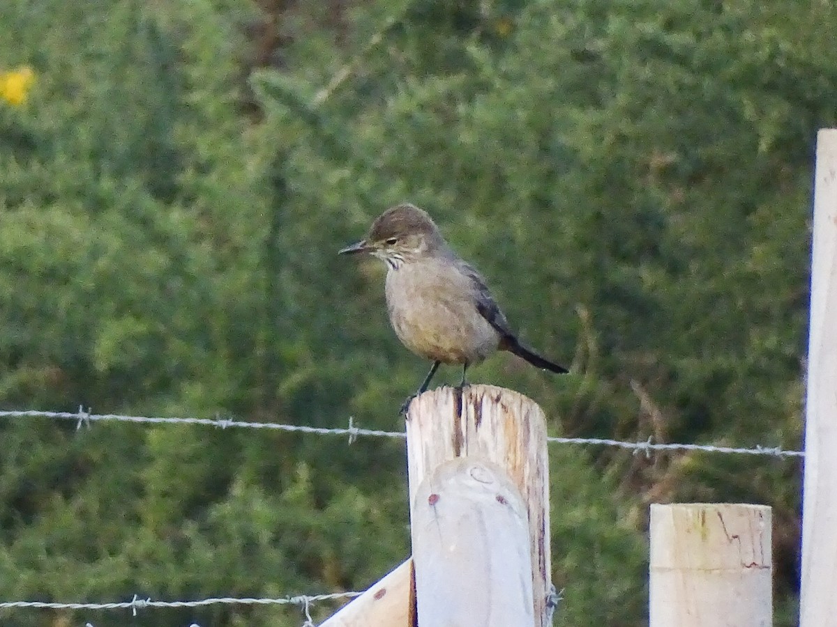 Great Shrike-Tyrant - ML459579621