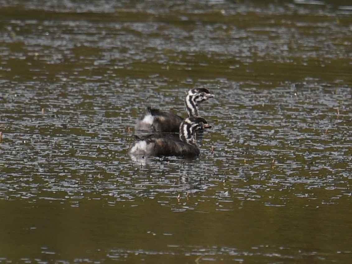 Pied-billed Grebe - ML459580861