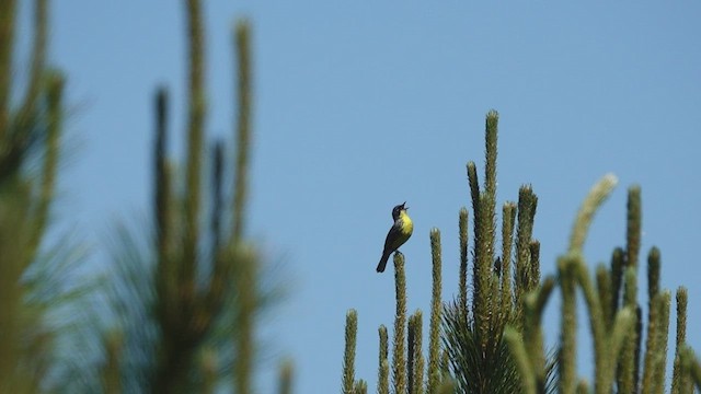 Kirtland's Warbler - ML459583511