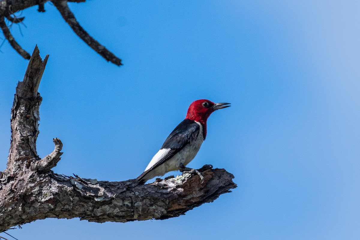 Red-headed Woodpecker - Thomas Carlile