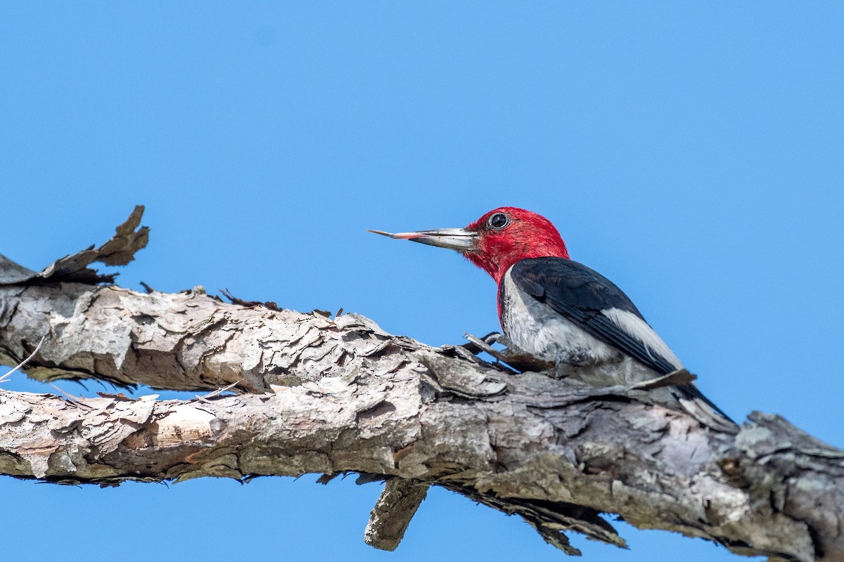 Red-headed Woodpecker - Thomas Carlile