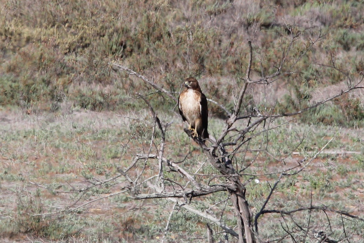 Red-tailed Hawk - Coen Kliewer