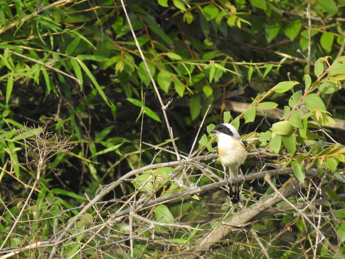 Bay-backed Shrike - ML459584131