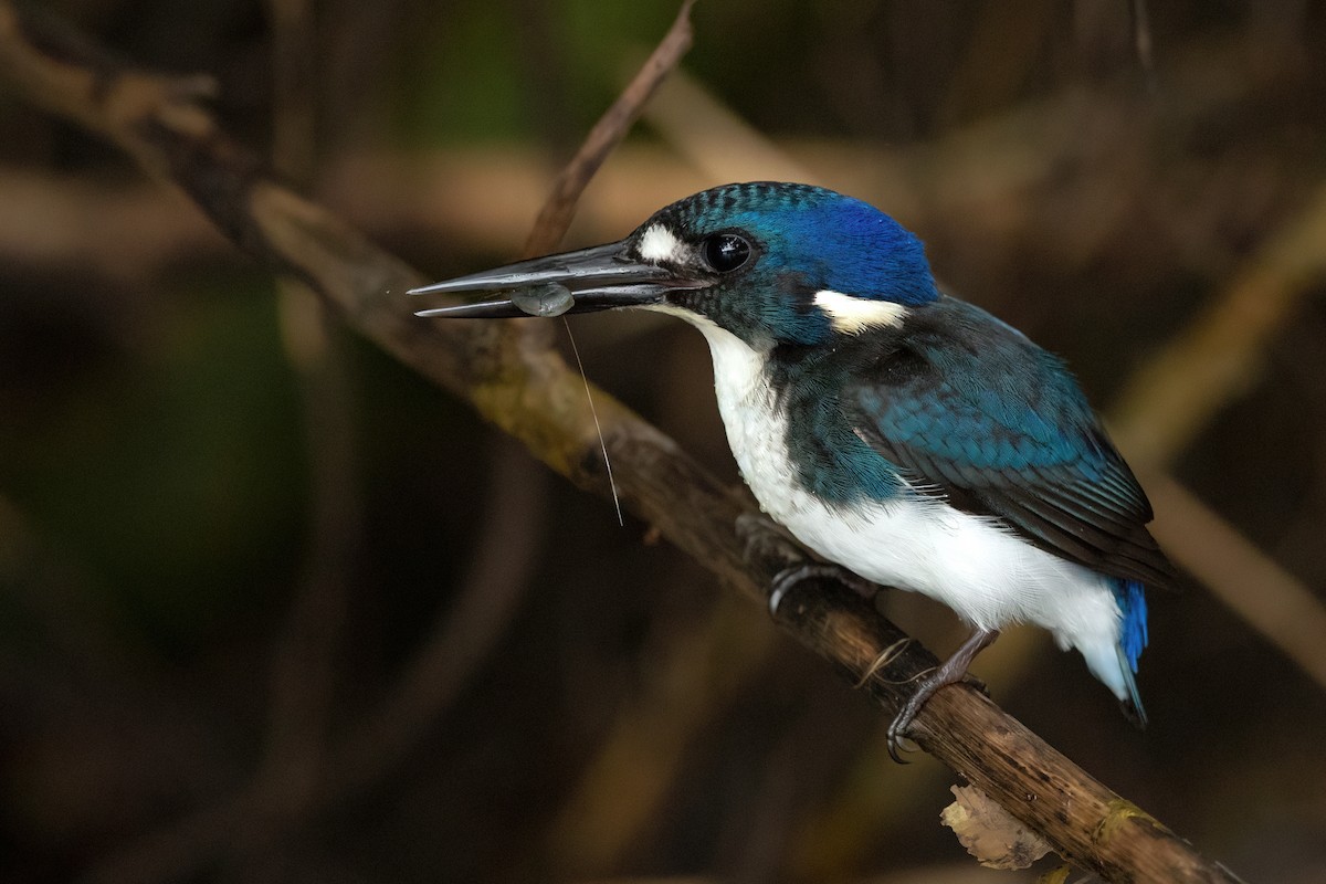 Little Kingfisher - ML459584561