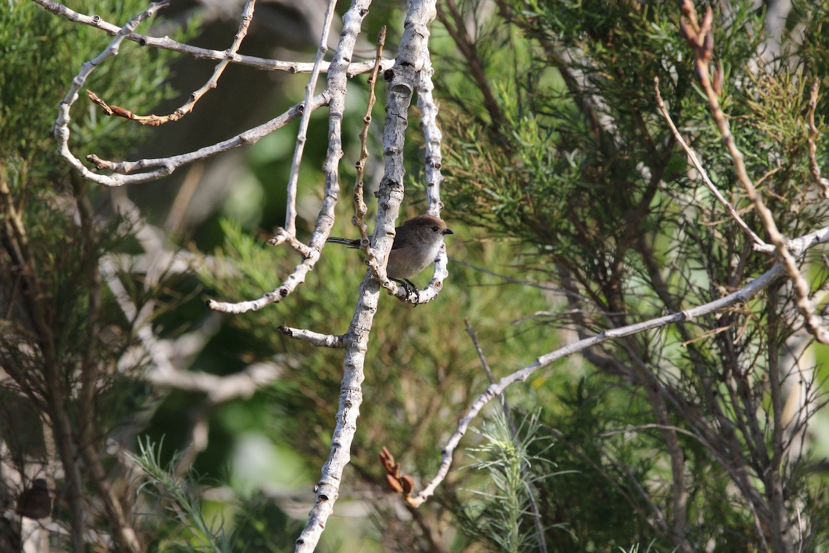 Bushtit - ML459586281