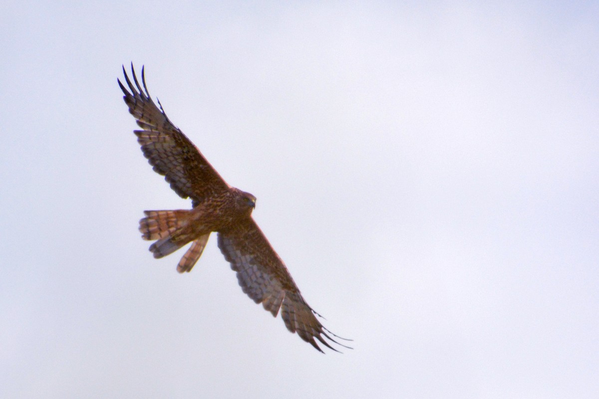 Swamp Harrier - ML45958731