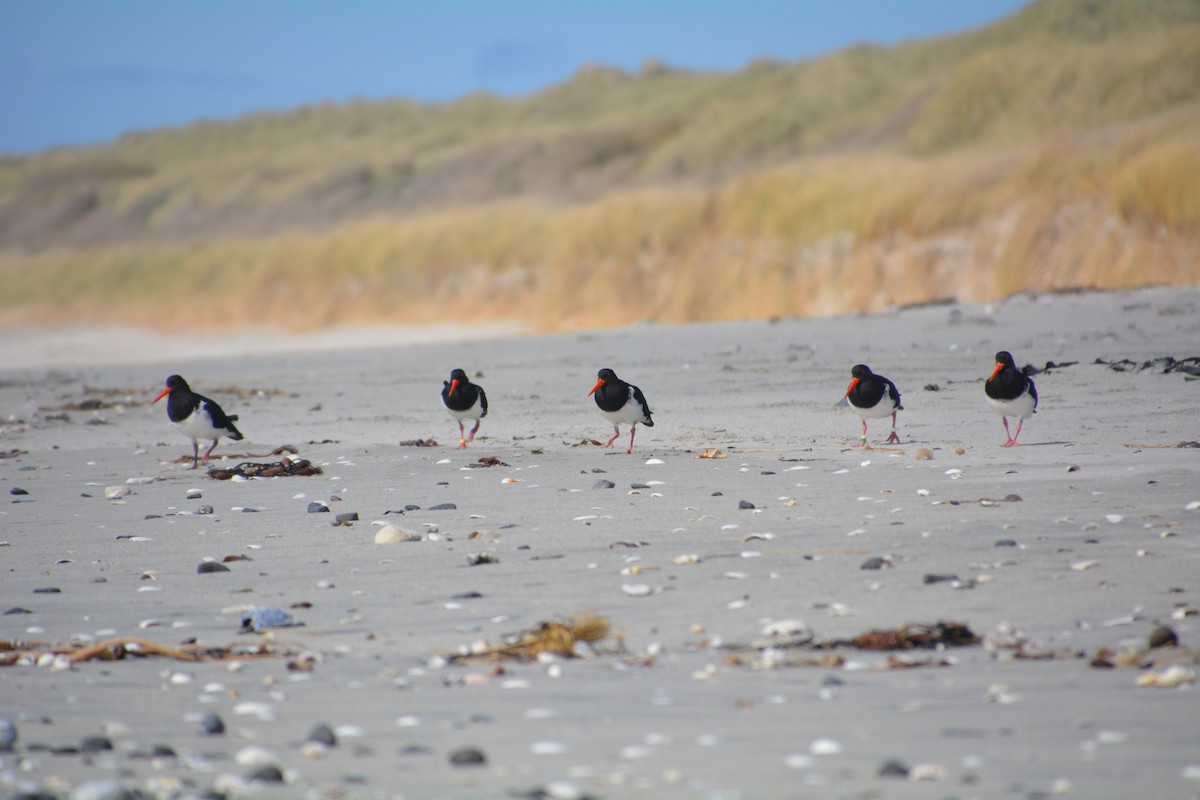 Chatham Oystercatcher - Oscar Thomas