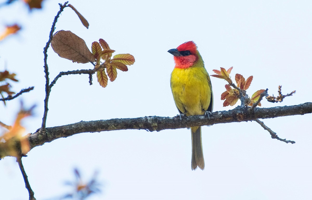 Red-headed Tanager - Antonio Robles