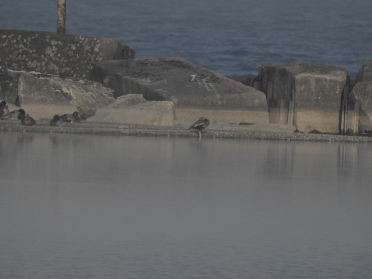 husička černobřichá - ML459590601