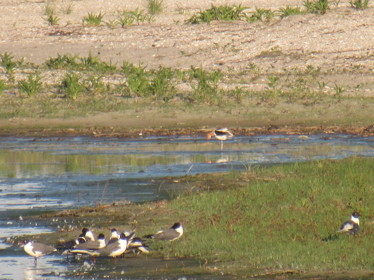 Avoceta Americana - ML459590981