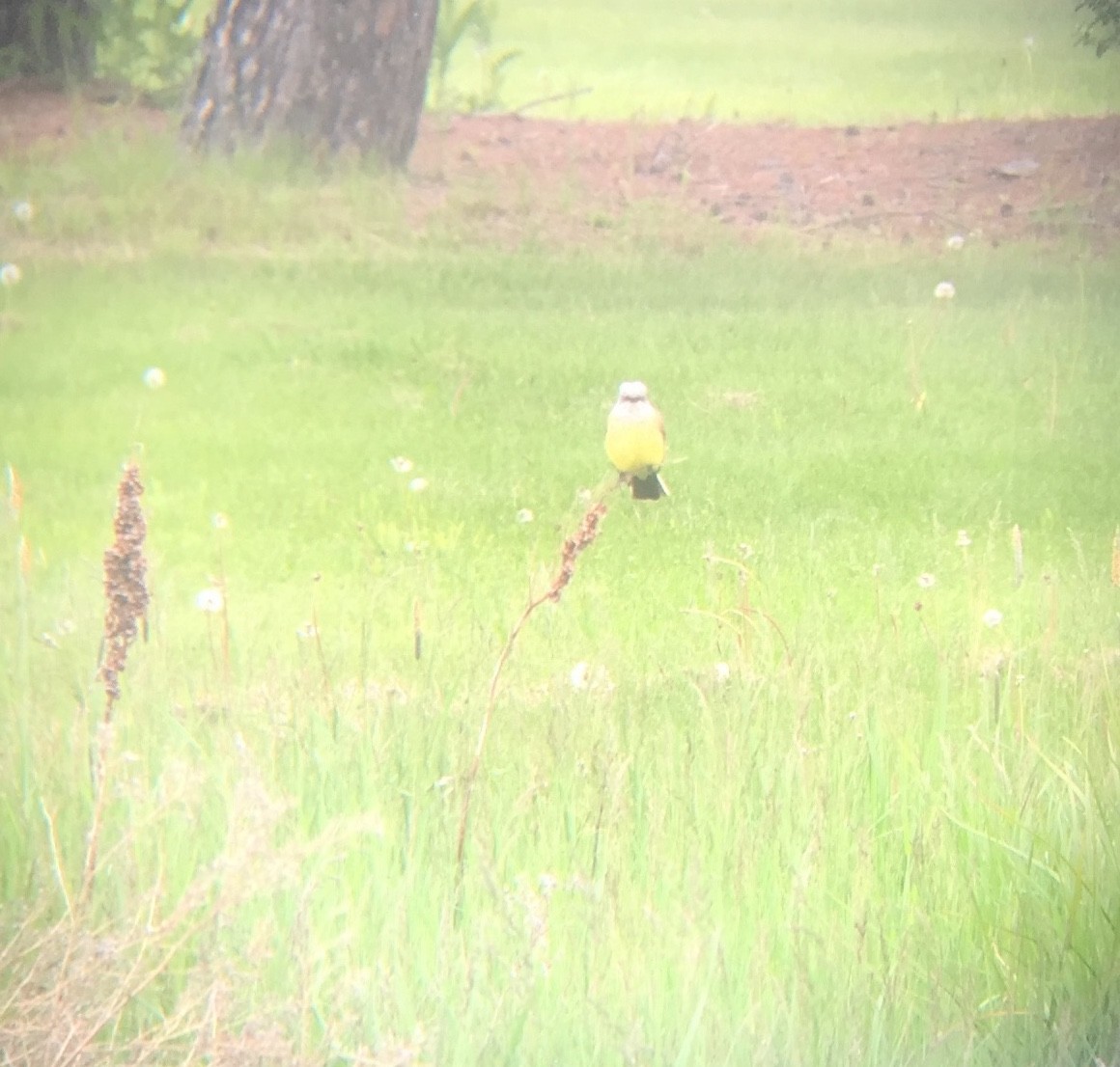 Western Kingbird - ML459593331