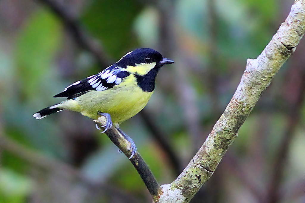 Elegant Tit - Chris Chafer