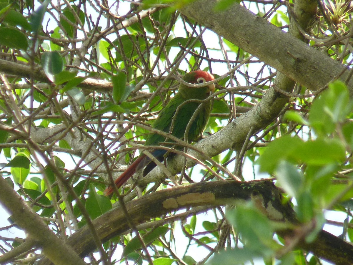 Rose-headed Parakeet - Rafael Cuevas