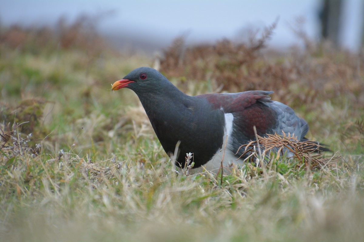 Chatham Islands Pigeon - ML45959711
