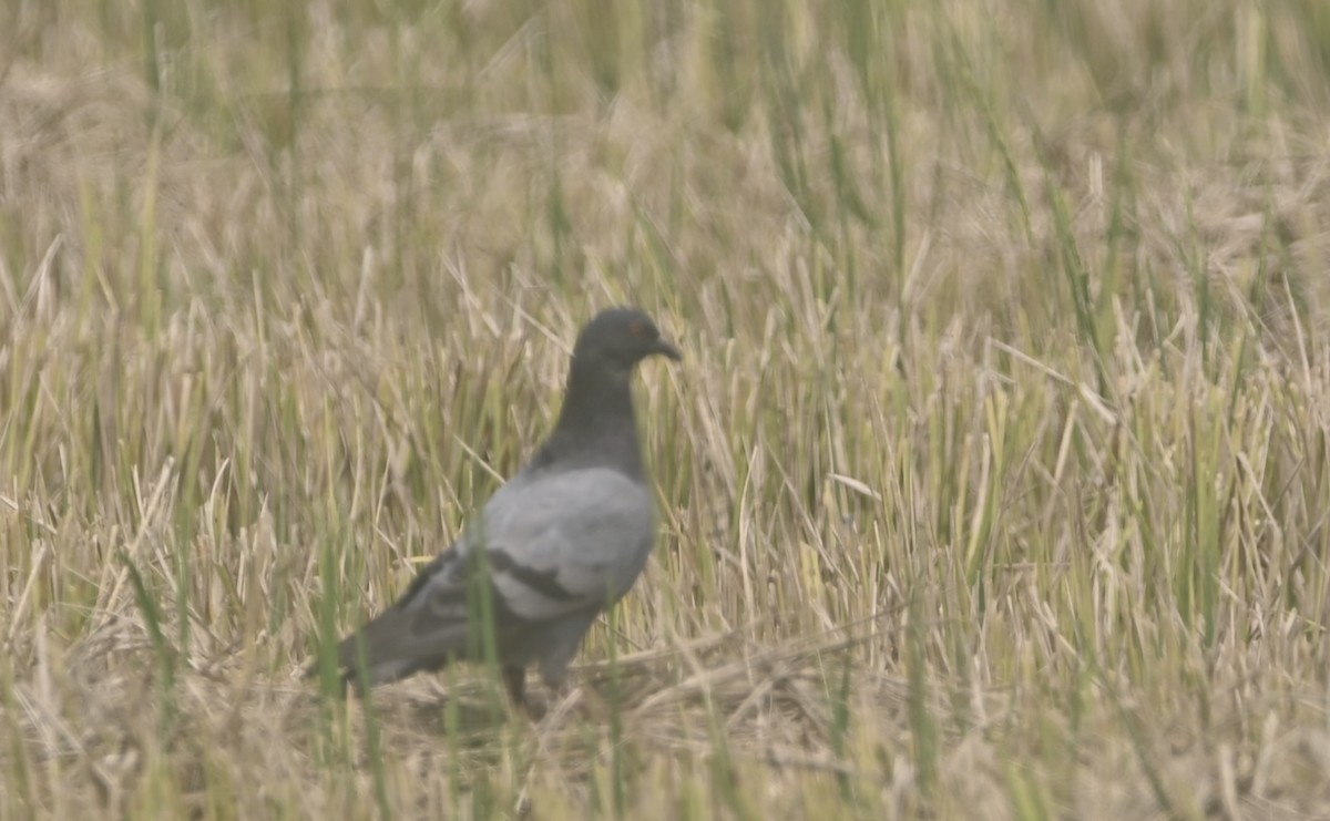 Rock Pigeon (Feral Pigeon) - ML459597371